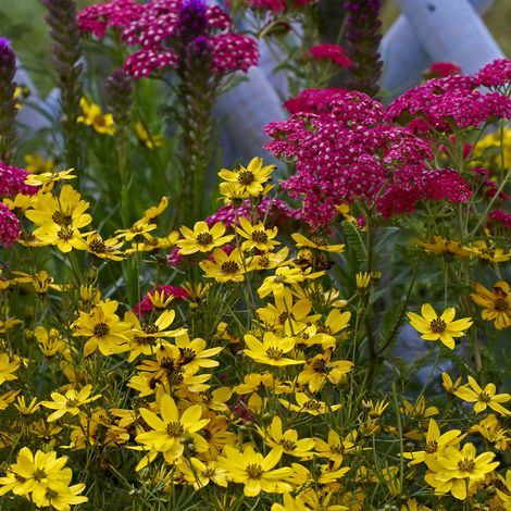 Bloomique - Lot de 6 - Achillée millefeuille ‘Cerise Queen’ - Floraison abondante - Rustique - Vivace - Couvre-sol - Hauteur 10-20 cm - Pot 9 cm