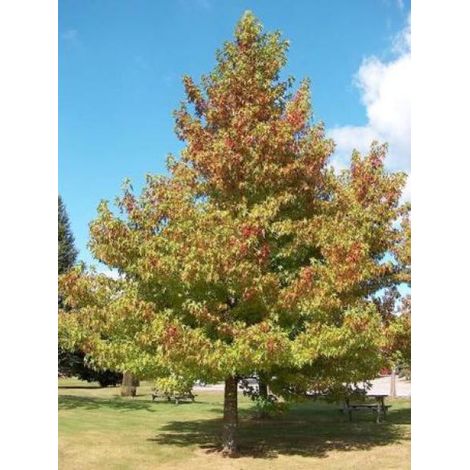Copalme d'Amérique 'Worplesdon' Pot de 7,5L/10L (1/4)