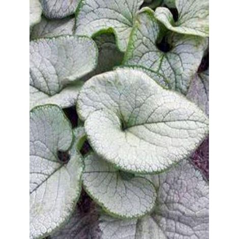 Buglosse de Sibérie 'Silver Heart' Godet de 8/9 cm (1/2)
