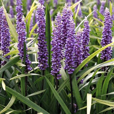 4 x Liriope musc. - Liriope muscari 'Super Blue' - godet 9x9 (1/4)