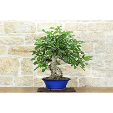 Bonsai di Fico (90) (1/5)