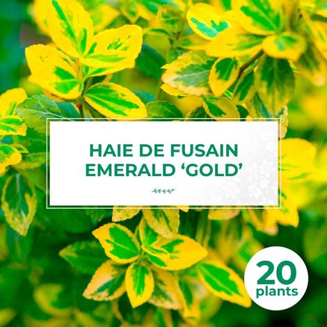 20 Fusains Emerald 'Gold' (Euonymus Fortunei 'Gold') - Haie Fusain Gold (1/4)