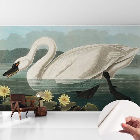 Tapete Selbstklebend - abwaschbar - trendige Wanddeko - elegant Fototapete Schwan und Seerosen 416x254 cm (1/5)