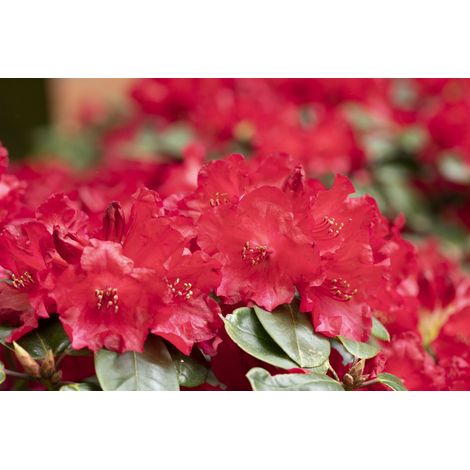 Rhododendron 'Tromba' Rhododendron williams.'Tromba' C 5 30- 40 (1/3)