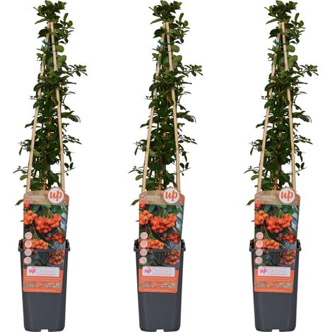 Pyracantha 'Orange Glow' Lot de 3 Buissons Ardents Persistants Baies Orange Haie 65 cm - PANGIVO (1/4)