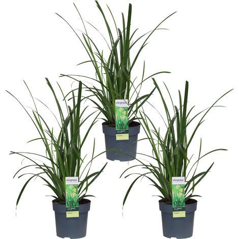 Lot de 3 Carex morrowii 'Irish Green' Laîche Graminée Persistante Verte Jardin H30cm Ø14cm - PANGIVO (1/5)