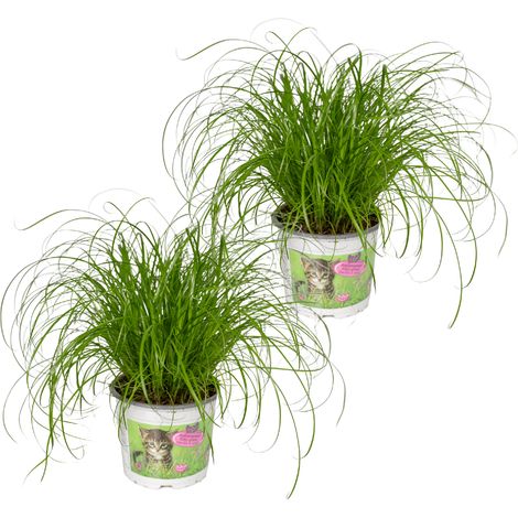 Cyperus Alternifolius Herbe à Chat - Lot de 2 Plantes d'Intérieur - Ø12 cm - Hauteur 20 cm - PANGIVO (1/5)