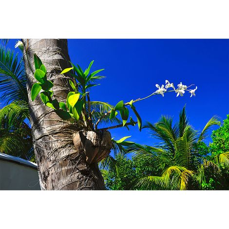 Papier peint panoramique élégant motif palmier Tapisserie panoramique tropicale pour bureau Papier peint panoramique florale pour chambre (1/2)