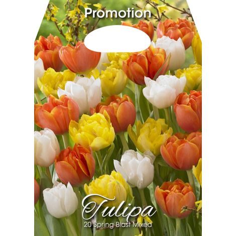 Mix Bulbi di Tulipano Spring Blast 20 Bulbi