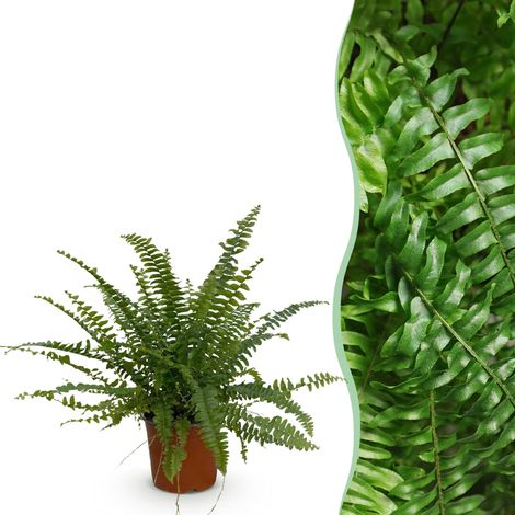 Fougère Nephrolepis exaltata Green Lady - Plante d'intérieur Verte - Pot Ø 12 cm - H 25 cm - PANGIVO (1/5)