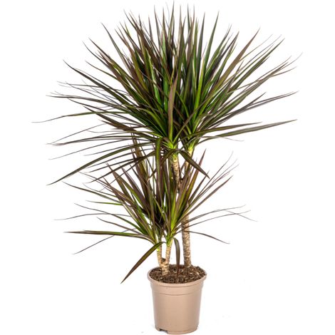 Dracaena Marginata Magenta Plante d'Intérieur Décorative Ø17cm Hauteur 50-70cm - PANGIVO (1/4)