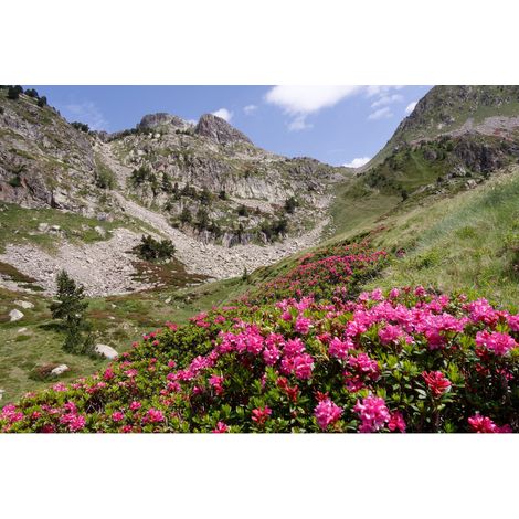 Tableau sur toile flore Hautes-Pyrénées 30x45 cm - Impression sur Toile Murale Décorative - Image imprimée en HD sur Toile - Toile sur Châssis en Bois FSC - Fabriqué en France (1/4)