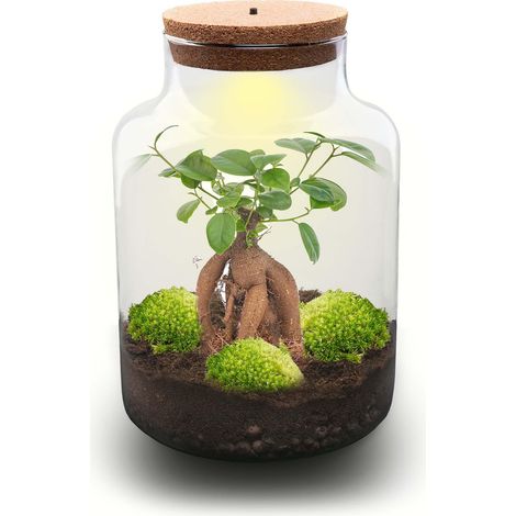 Kit Terrarium Plante DIY avec Lampe LED Écosystème Fermé Ficus Ginseng Ø 21 cm H 30 cm - PANGIVO