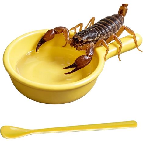 Gamelle Pour Gecko À Crête Distributeur de Nourriture avec Cuillère à Mangeoire Dragon Barbu Pour Éleveurs Gardiens Amateurs d'Animaux Terrariums Enclos Abris Maison Bureau Lézard Tare (1/5)