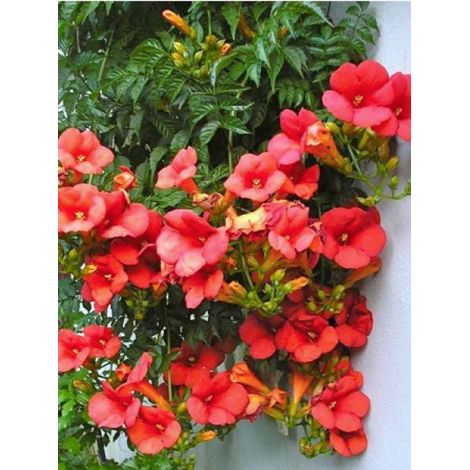 Bignone 'Mme Galen' Pot de 1L/1,5L
