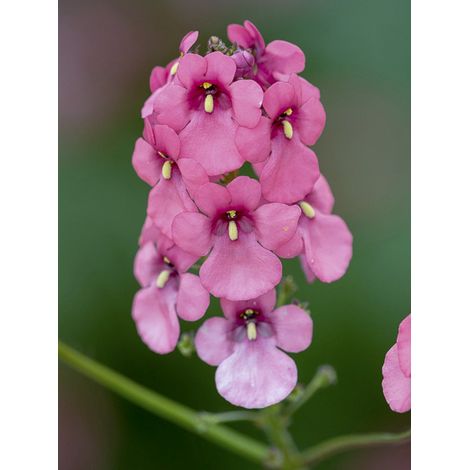 Diascia personata Godet de 8/9 cm (1/2)