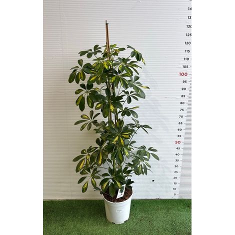 PIANTA DI SCHEFFLERA O PIANTA OMBRELLO V. 21 ( foto reale) pianta da interno