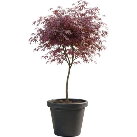 Maceta Srtia Riflo antracita 47,9 x 55 cm