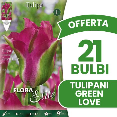 OFFERTA 21 BULBI TULIPANO VIRIDIFLORA GREEN LOVE