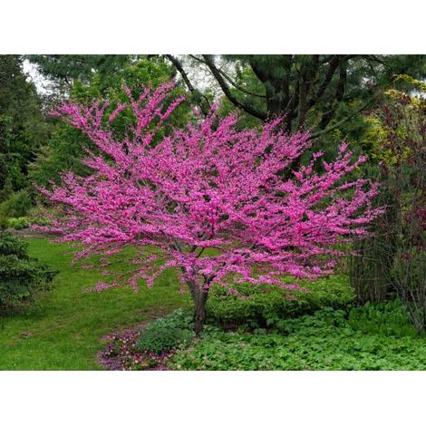 Cercis siliquastrum "Albero di Giuda" pianta in vaso 4 litri h 50/70 cm (1/5)