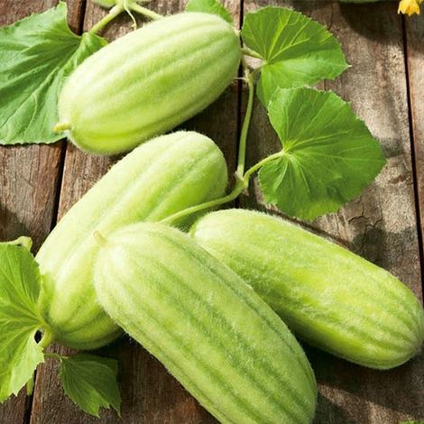 Semi di carosello "Mezzo lungo di Polignano" piante per orto e giardino (1/2)
