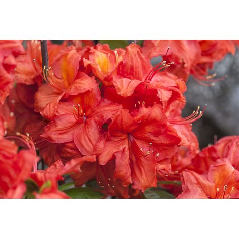 Sommergrüne Azalee 'Feuerwerk' Rhododendron lut.'Feuerwerk' C 5 40- 50 (1/2)