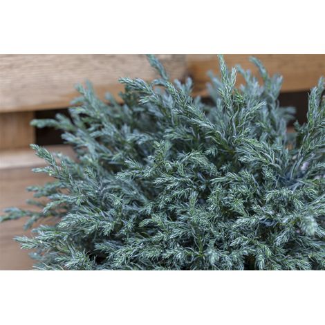 Blaue Zwergzypresse 'Baby Blue' Chamaecyparis pisifera 'Baby Blue' Sta C 3 Krone mehrj. Sth. 40- (1/5)