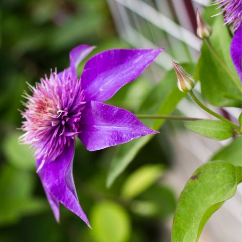 Clematite - Clematis Viticella 70cm (1/2)