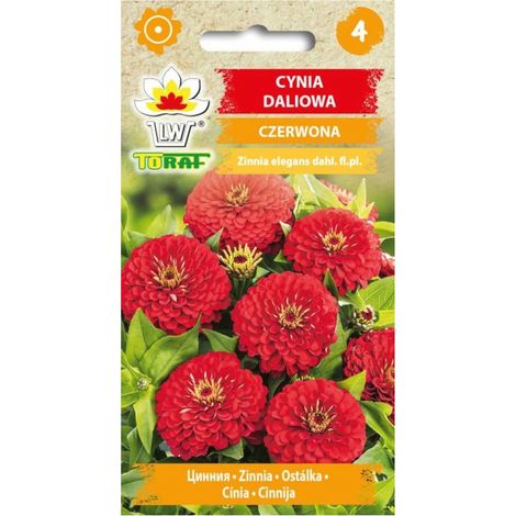 Dalia rossa, zinnia 1g