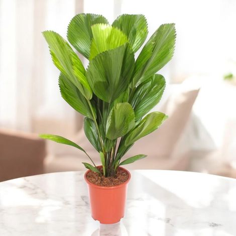 Gardenaria Licuala - Pianta da interno ornamentale - Altezza: 80 cm (vaso 19) (1/5)