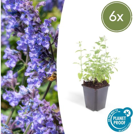 Lot de 6 Nepeta 'Six Hills Giant' Menthe des Chats Vivace Fleurs Bleu-Lilas Hauteur 10-25 cm Ø 9 cm - PANGIVO (1/5)