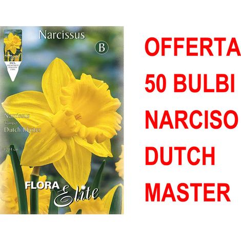 OFFERTA 50 BULBI NARCISO TRUMPET DUTCH MASTER BULBS BULBES