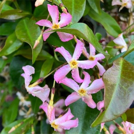Falso Gelsomino rosa "Trachelospermum asiaticum Pink Showers" gelsomino stellato pianta in vaso ø9 cm (1/4)
