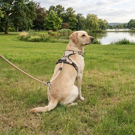 belviona Anti-Zug Hundegeschirr, gepolstertes Y-Geschirr für Hunde mit Kontrollgriff, reflektierend & verstellbar, Größe XL, beige (1/5)