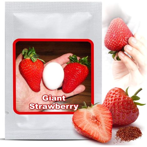 Graines de Fraises Géantes env. 100 pcs