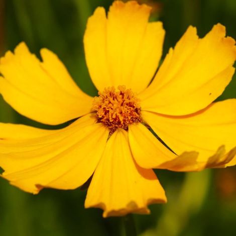 3 Coréopsis Lancéolé 'Goldfink' (Coreopsis Lanceolata)