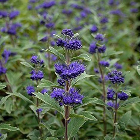 Barbe-bleue 'Grand Bleu' - 30-40 cm pot (1/4)