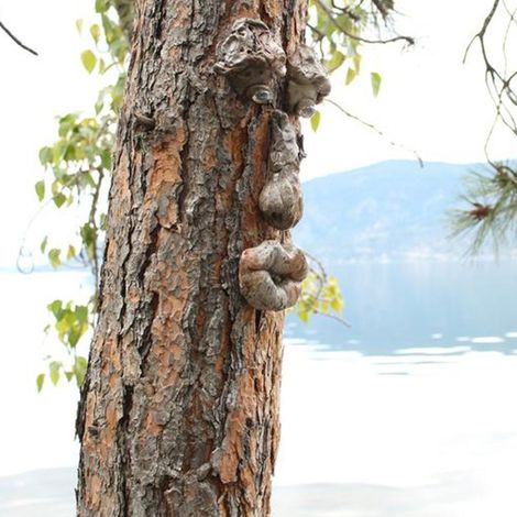 Beyamis Sculpture fantaisiste représentant un vieil homme au visage de fantôme, idéale pour décorer un arbre pendant les fêtes, Halloween ou un jardin extérieur. (1/5)
