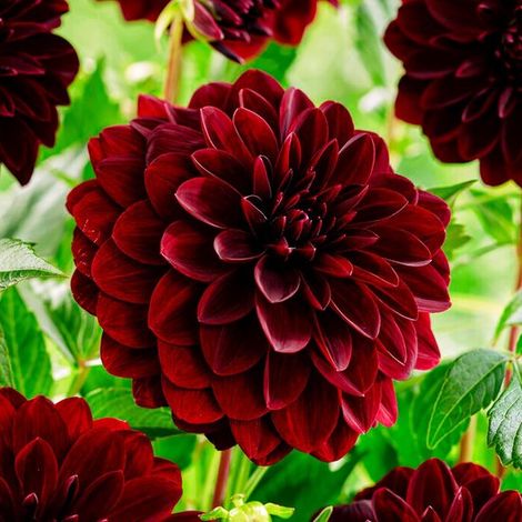 Dahlia rouge et noir - Bulbes décoratifs - 5 pièces - Tubercules pour le jardin (1/5)