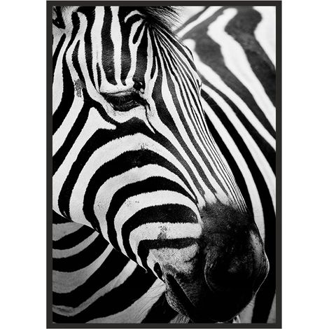 Póster con marco de 43 x 33 cm Zebra 7 P578 (1/4)