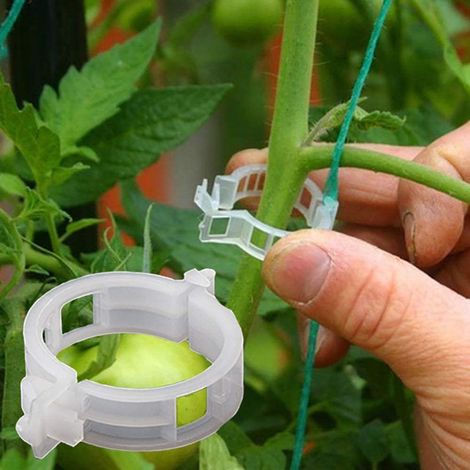 100 Stück Gartenpflanzen-Befestigungsklammern, zum Befestigen von Pflanzen, Ranken, Spalierkäfigen, Ranken, Gemüse, Pfropfwerkzeugen für den Anbau gesünderer aufrechter Pflanzen, transparent weiß (1/5)