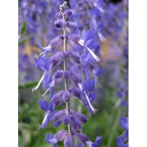 Sauge d'Afghanistan 'Lacey Blue' Godet de 8/9 cm (1/2)