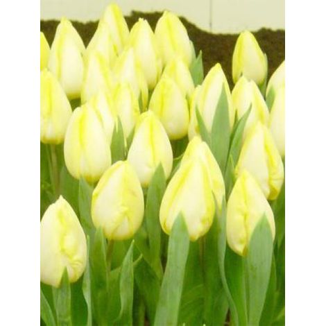Tulipe Simple Hative 'Sunny Prince' Bulbe calibre 12+ (par 10) (1/2)