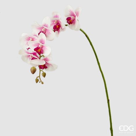 EDG Enzo De Gasperi Orchidea Phalaenopsis Real Ramo Artificiale H 76 Cm White Violet (1/3)