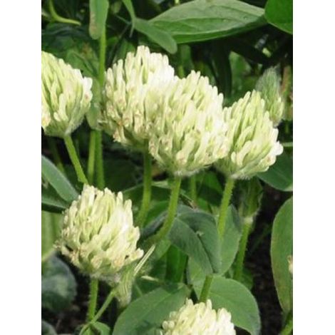Trifolium ochroleucum Godet de 8/9 cm (1/3)