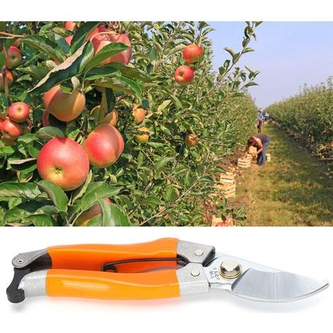 Pruning shears, tree pruners, hand pruners, economical plant shears, 64 mm opening, 20 mm cutting diameter for pruning flowering tree branches (1/5)