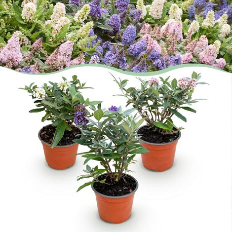 Arbre aux papillons Buddleja davidii Little Tricolour Compact Rose Blanc Lilas Lot de 3 - PANGIVO (1/5)