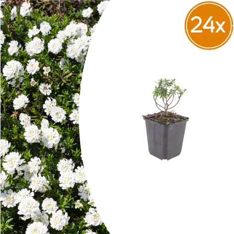 Lot de 24 Ibéris Toujours Vert Schneeflocke Corbeille d'Argent Fleurs Blanches Pot Ø9cm - PANGIVO (1/5)