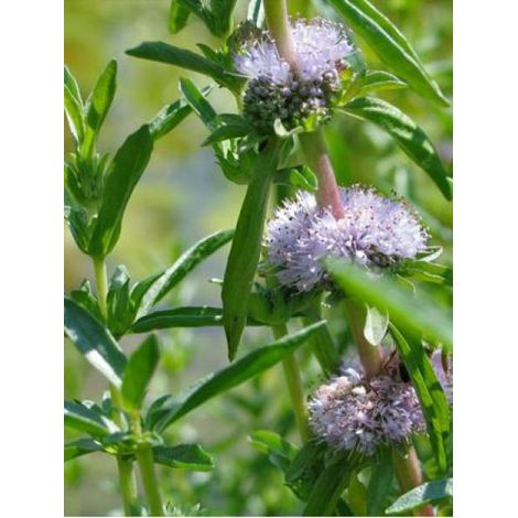 Menthe des cerfs Godet de 8/9 cm (1/5)