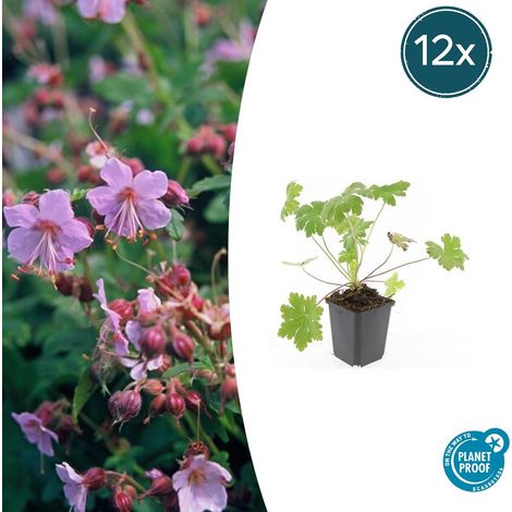 Lot de 12 Géraniums Vivaces Ingwersen's Variety Couvre-sol Rose Pâle Pot Ø 9 cm 10-25 cm - PANGIVO (1/5)